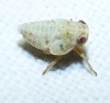 Agalmatium sp.