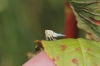 Agalmatium sp.