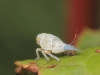 Agalmatium sp.
