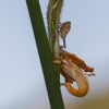 Agalmatium sp.