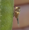 Agalmatium sp.