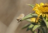 Agalmatium sp.