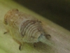 Agalmatium sp.