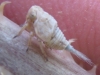 Agalmatium sp.