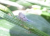 Agalmatium sp.