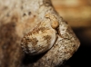 Agalmatium sp.