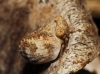Agalmatium sp.