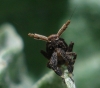 Asiraca clavicornis