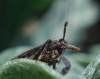 Asiraca clavicornis