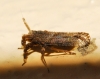Asiraca clavicornis