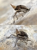 Bursinia sp.