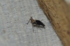 Bursinia sp.