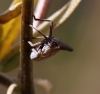 Bursinia sp.