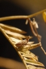 Bursinia sp.