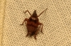 Bursinia sp.