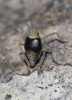 Bursinia sp.