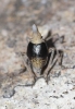 Bursinia sp.