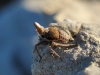 Bursinia sp.