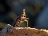 Bursinia sp.