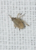 Bursinia sp.