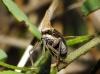 Bursinia sp.