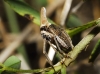 Bursinia sp.