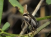 Bursinia sp.
