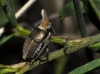 Bursinia sp.
