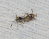 Bursinia sp.