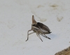 Bursinia sp.