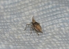 Bursinia sp.