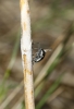 Bursinia sp.