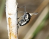 Bursinia sp.