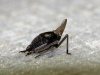Bursinia sp.