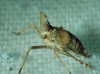 Bursinia sp.