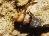 Conomelus ?