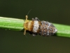 Conomelus cf. anceps