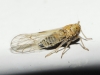 Dicranotropis (Dicranotropis) 2/4