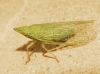 Dictyophara multireticulata