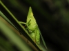 Dictyophara sp. Dictyophara sp.
