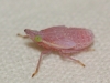 Dictyophara sp. Dictyophara sp.
