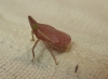 Dictyophara sp. Dictyophara sp.
