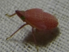 Dictyophara sp. Dictyophara sp.