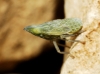 Dictyophara sp. Dictyophara sp.