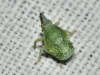 Dictyophara sp. Dictyophara sp.