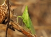 Dictyophara sp. Dictyophara sp.