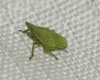Dictyophara sp. Dictyophara sp.