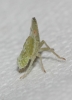 Dictyophara sp. Dictyophara sp.
