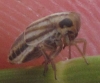 Eurybregma nigrolineata Eurybregma nigrolineata