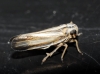 Eurybregma nigrolineata